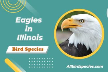 Eagles in Illinois
