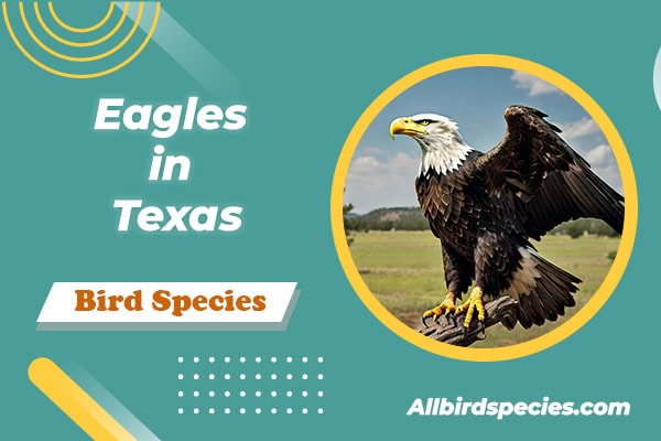 Eagles in Texas
