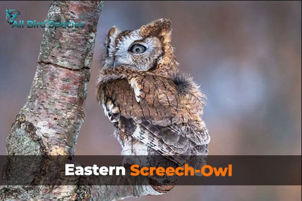 Eastern Screech-Owl