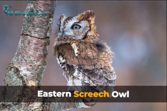 11 Types of Owls in Wisconsin (With Pictures)