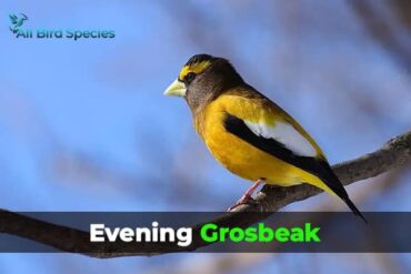 List of 12 Yellow Birds in Colorado (Pictures, ID Guide, Facts)