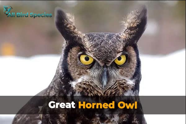 Great Horned Owl