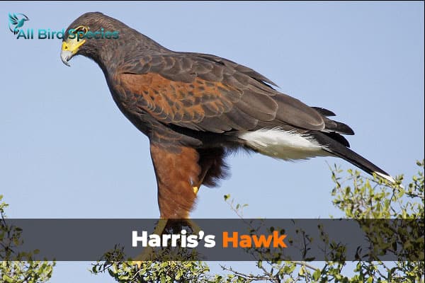 Harris’s Hawk