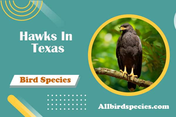 Hawks In Texas