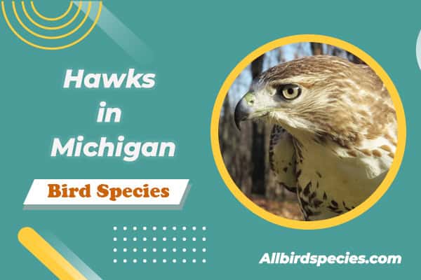 Hawks in Michigan