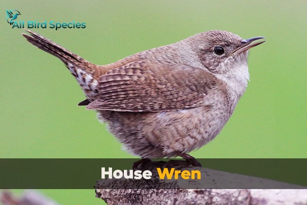 House Wren