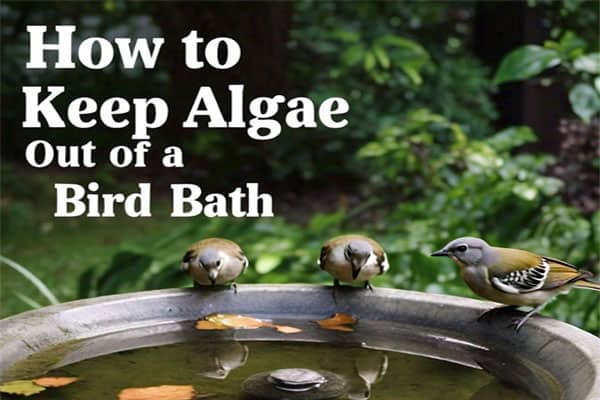 How to Keep Algae Out of a Bird Bath
