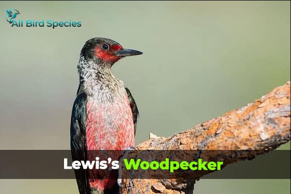 Lewis’s Woodpecker
