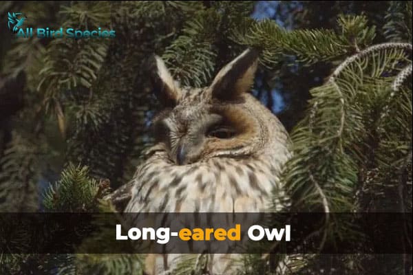 Long-eared Owl