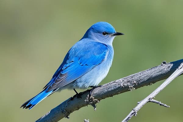 Mountain Bluebird fun facts
