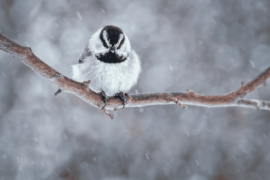 The 7 Species of Chickadees (With Photos) - All Bird Species