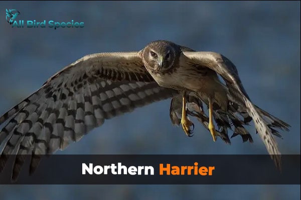 Northern Harrier