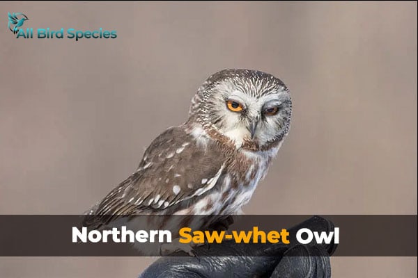 Northern Saw-whet Owl