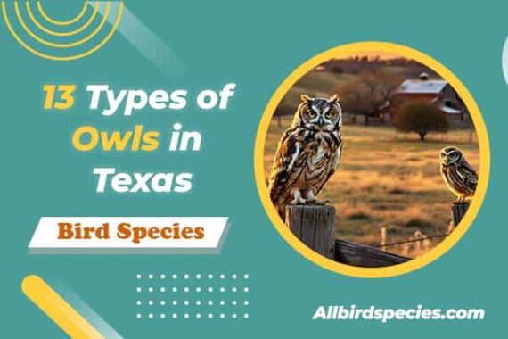 Spotting Owls in Texas (13 Species With Photos)