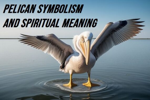 Pelican Symbolism and Spiritual Meaning - All Bird Species