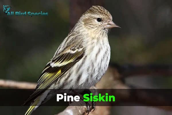 Pine Siskin