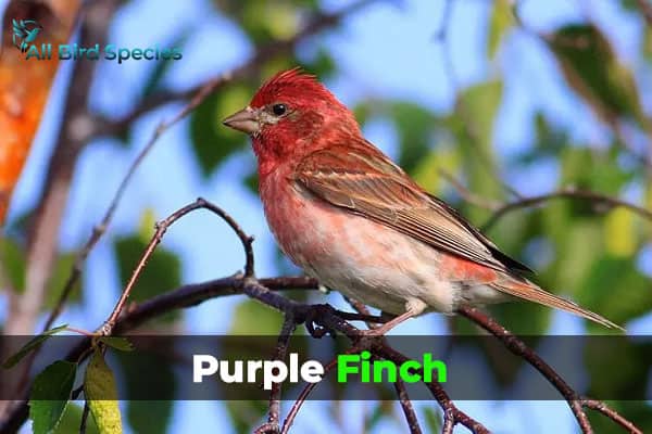 Purple Finch