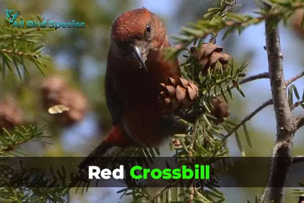 Red Crossbill