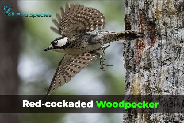 Red-cockaded Woodpecker