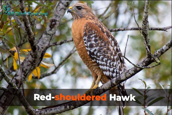 Hawks in Texas – 8 Species To Spot In Texas (With Pictures)