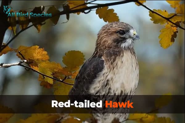 Red-tailed Hawk