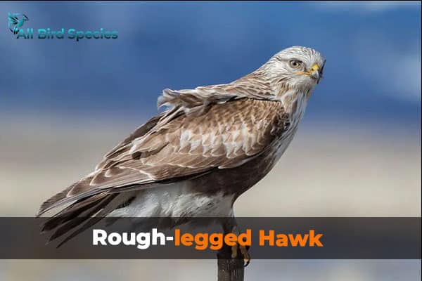 Rough-legged Hawk