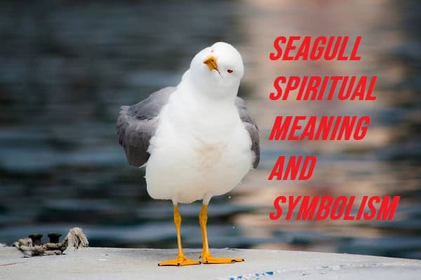 Seagull Spiritual Meaning and Symbolism