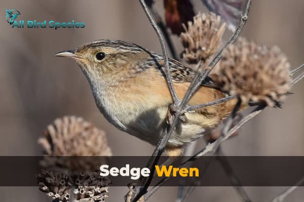Sedge Wren