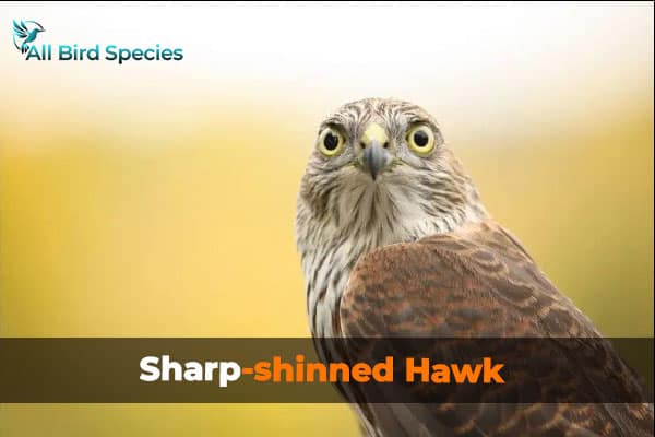 Sharp-shinned Hawk