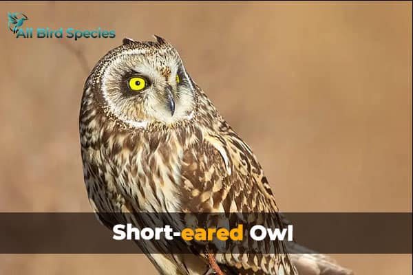 Short-eared Owl