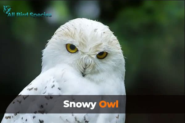 Snowy Owl