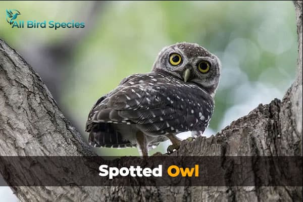 Spotted Owl
