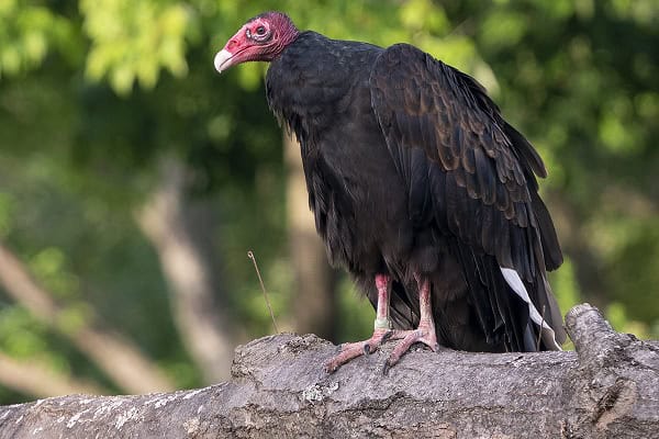 Turkey Vulture