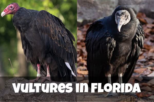 Vultures in Florida