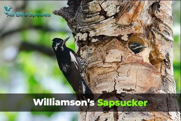 Williamson’s Sapsucker