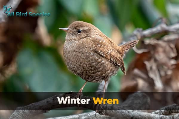 Winter Wren