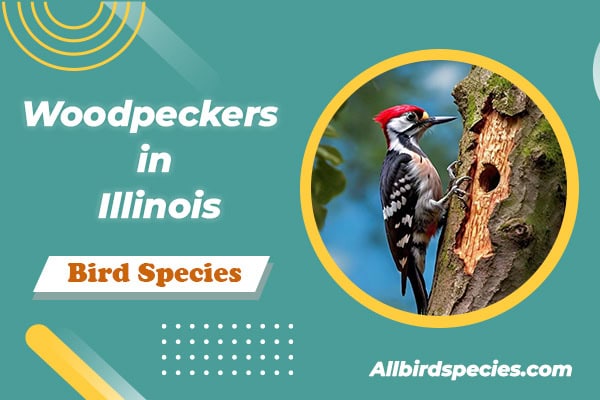 Woodpeckers in Illinois