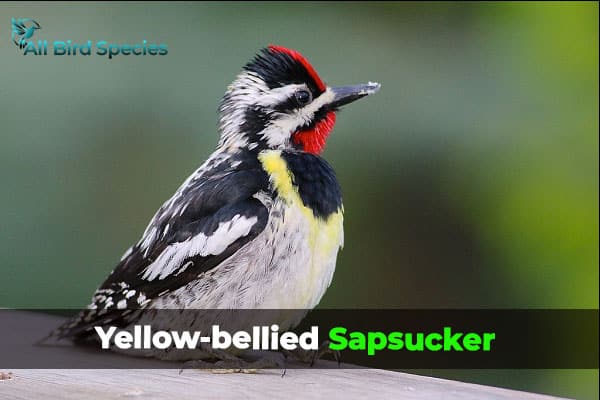 Yellow-bellied Sapsucker