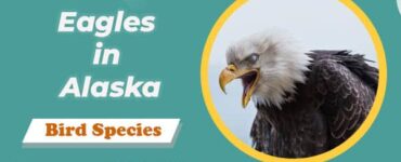 eagles in alaska