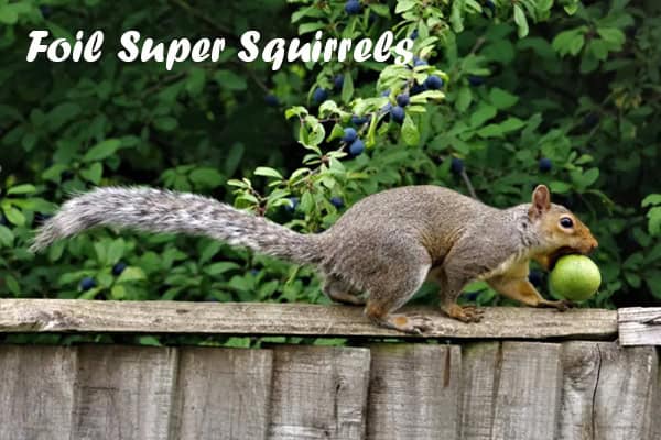 how to keep squirrels out of bird feeders