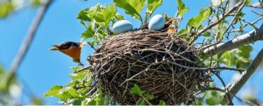 American Robin Nests And Eggs
