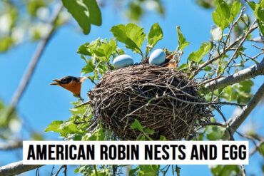 American Robin Nests And Eggs