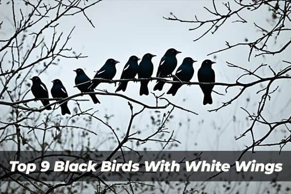 Black Birds With White Wings