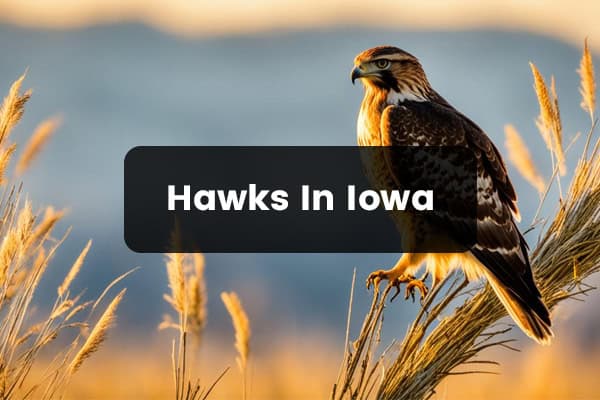 Hawks In Iowa
