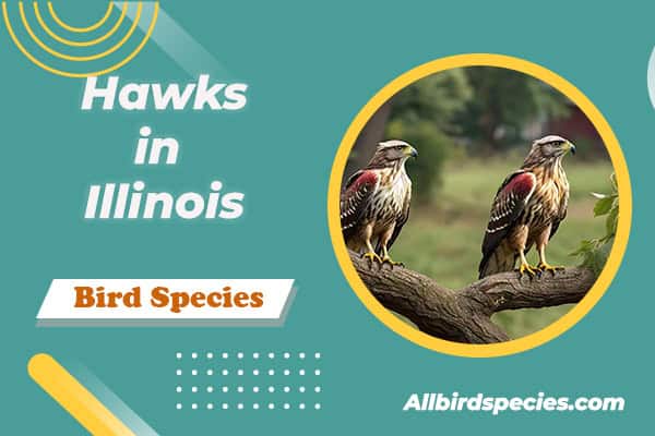Hawks in Illinois