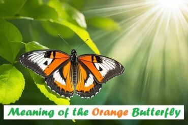 Meaning of the Orange Butterfly