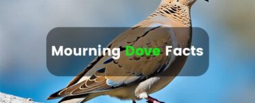 Mourning Dove Facts