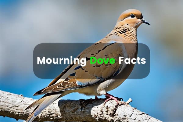 Mourning Dove Facts