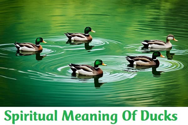 Spiritual Meaning Of Ducks