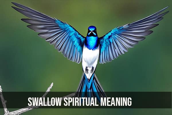Swallow Spiritual meaning